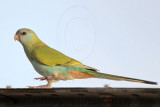Hooded Parrot_5088.jpg