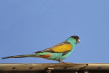 Hooded Parrot_5300.jpg