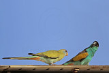 Hooded Parrot_5328.jpg