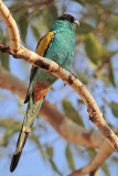 Hooded Parrot_5411.jpg