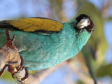 Hooded Parrot_5443.jpg