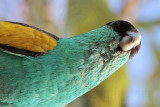 Hooded Parrot_5450.jpg