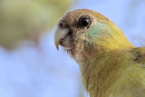 Hooded Parrot_5467.jpg
