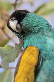 Hooded Parrot - Psephotus dissimilis - NT