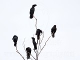 Red-tailed Black-Cockatoo_4187.jpg
