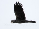 Red-tailed Black-Cockatoo_4509.jpg