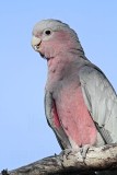 Galah_7314.jpg