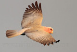 Galah_4441.jpg