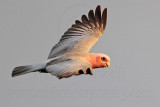 Galah_4443.jpg