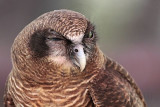 _MG_0431 Rufous Owl.jpg