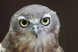 Barking Owl - Ninox connivens - NT