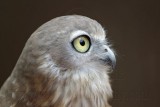 Barking Owl_3671 800.jpg