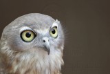 Barking Owl_3675 800.jpg