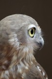 Barking Owl_3686 800.jpg
