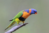 Rainbow Lorikeet_9907.jpg