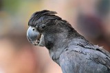 Red-tailed Black-Cockatoo_9973.jpg