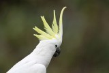 Sulphur-crested Cockatoo - Cacatua galerita - NT