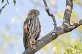 Barking Owl_3982.jpg