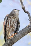 Barking Owl_4003.jpg