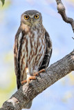 Barking Owl_4033.jpg