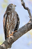 Barking Owl_4045.jpg