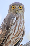 Barking Owl_4130.jpg