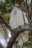 Little Corella_1814.jpg