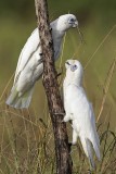 Little Corella_2412.jpg