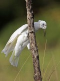 Little Corella_2424.jpg