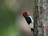 Red-headed Woodpecker_3893.jpg