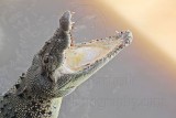 _MG_2942 Saltwater (Estuarine, Salty) Crocodile.jpg