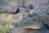 _MG_6951 Australian Freshwater Crocodile.jpg