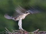 Osprey_9656.jpg