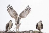Osprey_6224.jpg