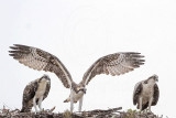 Osprey_6236.jpg