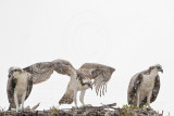 Osprey_6276.jpg