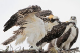 Osprey_6328.jpg