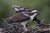 Osprey_6742.jpg