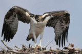 Osprey_5615.jpg