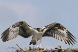 Osprey_5618.jpg