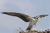 Osprey_5620.jpg