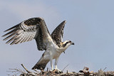 Osprey_5622.jpg