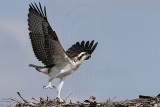 Osprey_5625.jpg