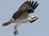 Osprey_5627.jpg
