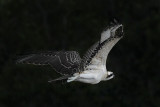 Osprey - fledging day - 1st flight: flying - Flight #1 of 11