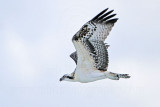 Osprey_5685.jpg