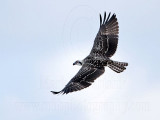 Osprey_5704.jpg