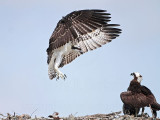 Osprey_5740.jpg