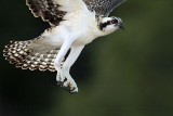 Osprey_1254.jpg
