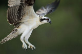 Osprey_1258.jpg